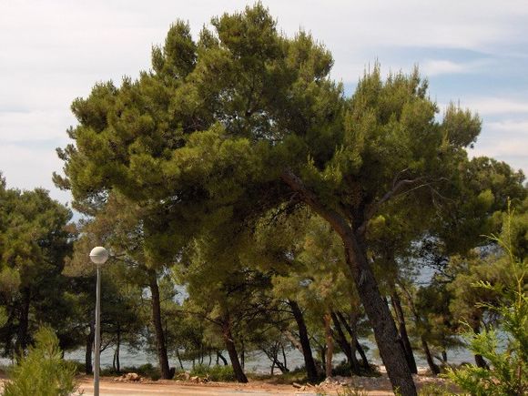 Appartement Apartman broj 2 dans Postira 9