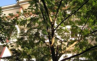 Appartement Studio A1 dans Sukosan