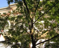 Appartement Studio A1 dans Sukosan