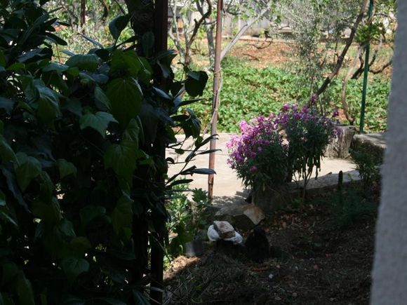 Appartement  dans Arbanija 8